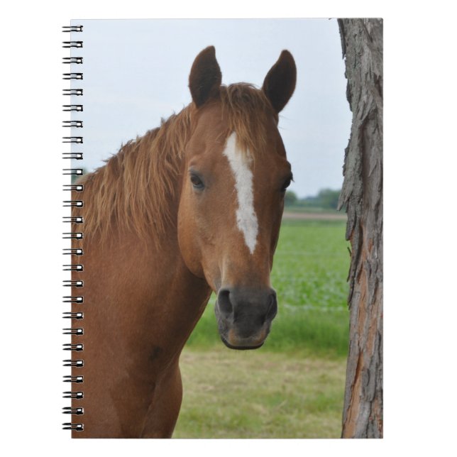 Espiral Caderno de Cavalo (Frente)