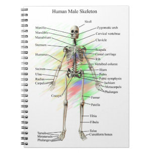 Espiral Caderno de esqueleto masculino humano
