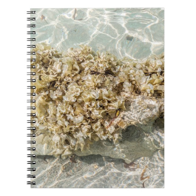 Espiral Caderno de Fotos de Algas Espirais (Frente)