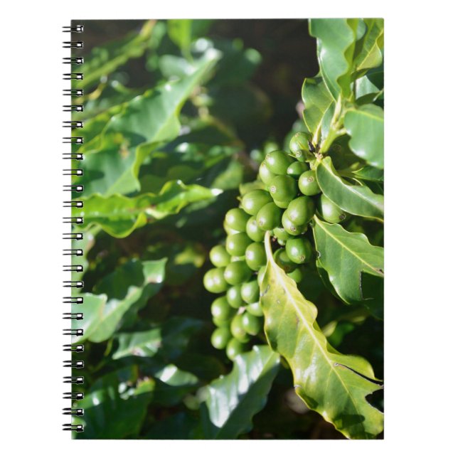 Espiral Caderno de Frutas de Café Verde (Frente)