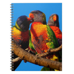 Espiral Caderno de Lorikeet do arco-íris