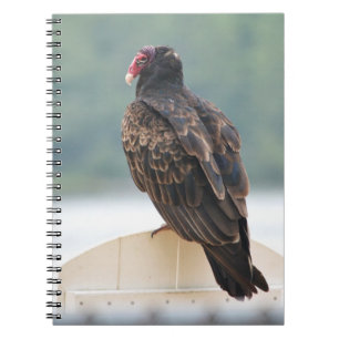 Espiral Caderno do abutre de turquia
