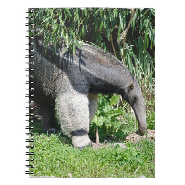 Espiral Caderno do Anteater gigante (Frente)