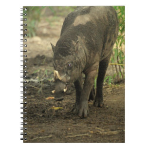 Espiral Caderno do Babirusa