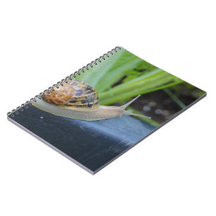 Espiral caderno do caracol