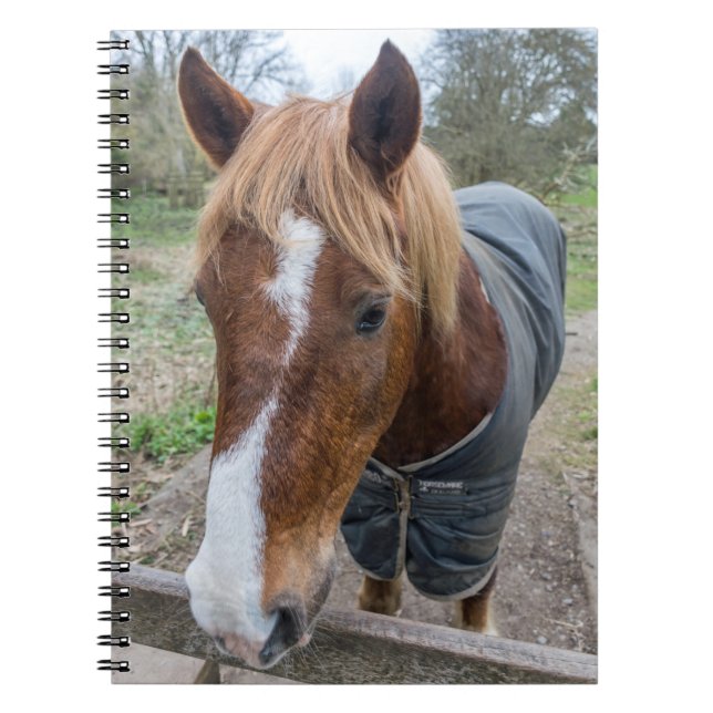 Espiral Caderno do cavalo (Frente)