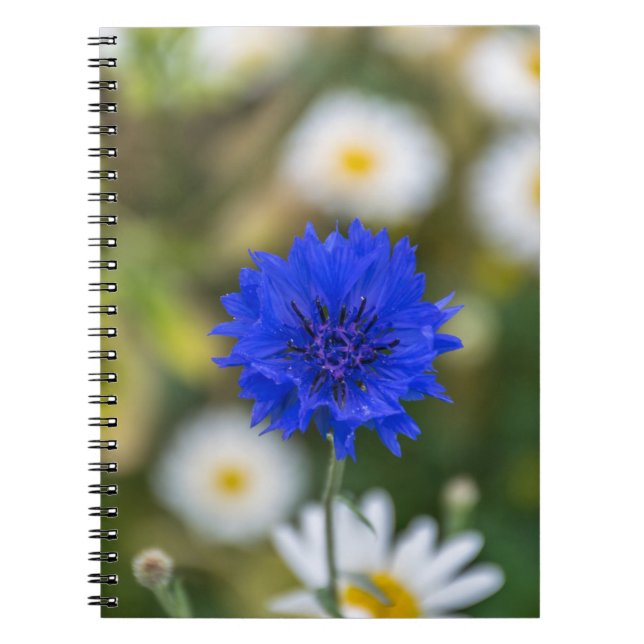 Espiral Caderno do Cornflower (Frente)