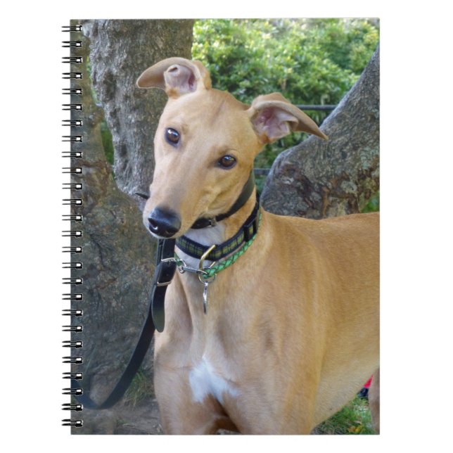 Espiral Caderno do galgo (P003) (Frente)