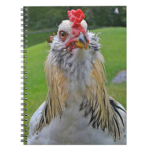 Espiral Caderno do galo