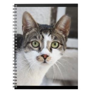 Espiral Caderno do gato