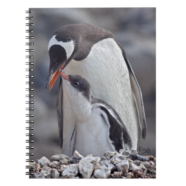 Espiral Caderno do Gentoo e do Pintinho (Frente)