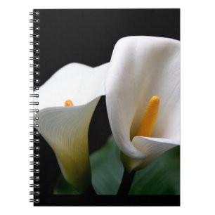 Espiral Caderno do lírio de Calla