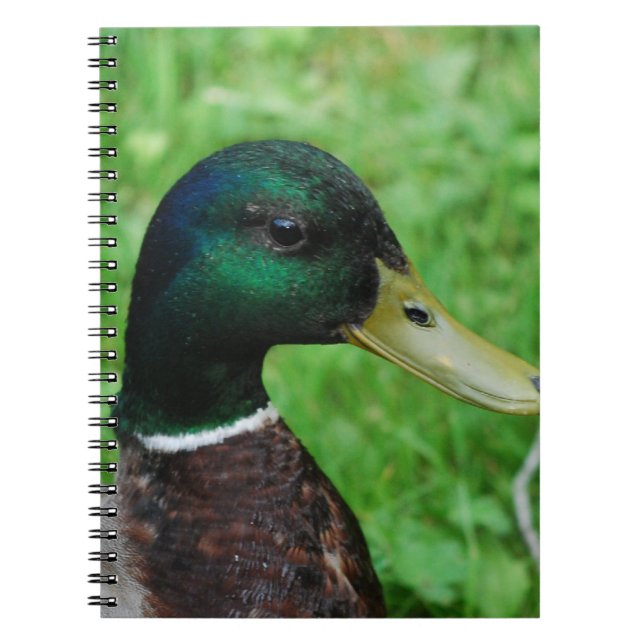 Espiral Caderno do pato selvagem (Frente)