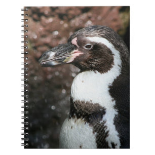 Espiral Caderno do pinguim