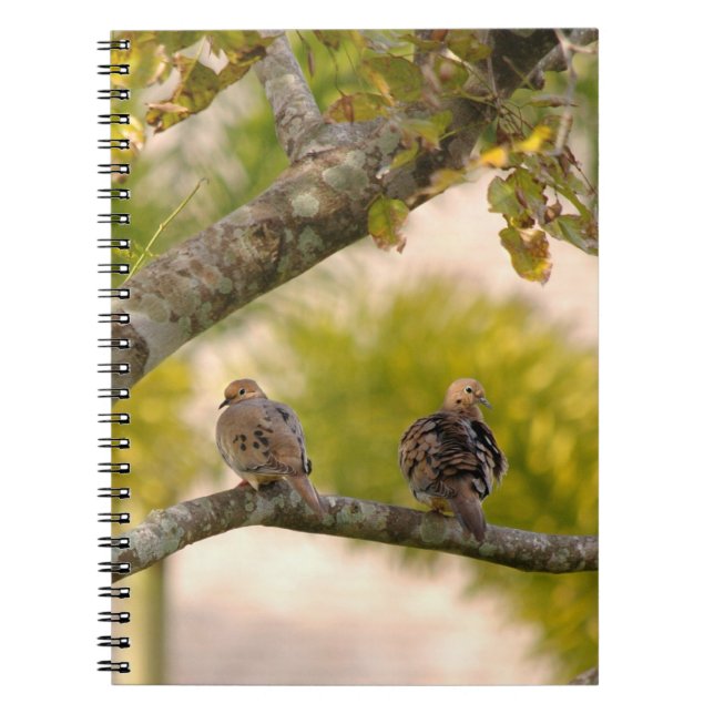 Espiral Caderno dos pássaros das pombas de lamentação (Frente)