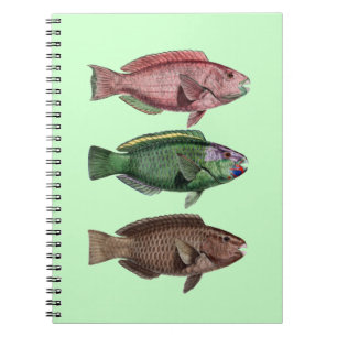 Espiral Caderno dos peixes do papagaio
