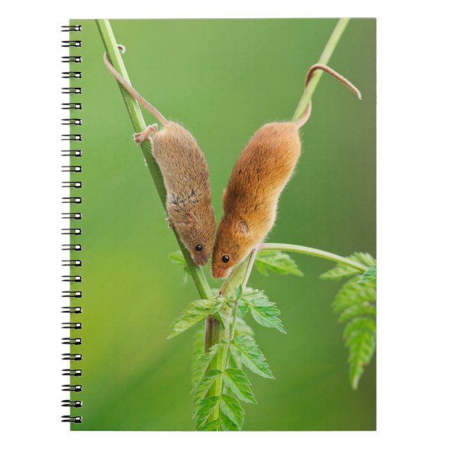 Espiral Caderno dos ratos de colheita (Frente)