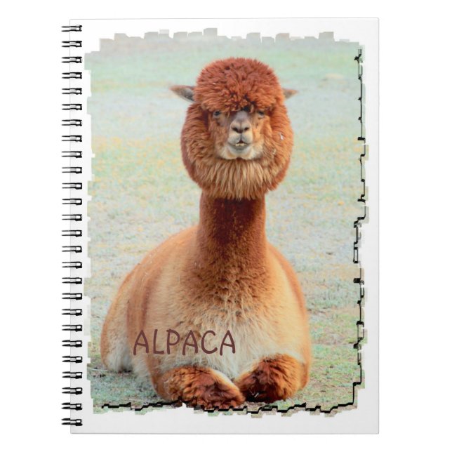 Espiral Caderno engraçado da alpaca (Frente)