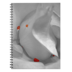 Espiral Caderno eólio da aguarela