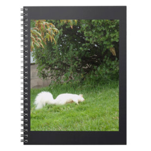 Espiral Caderno Esquilo Albino