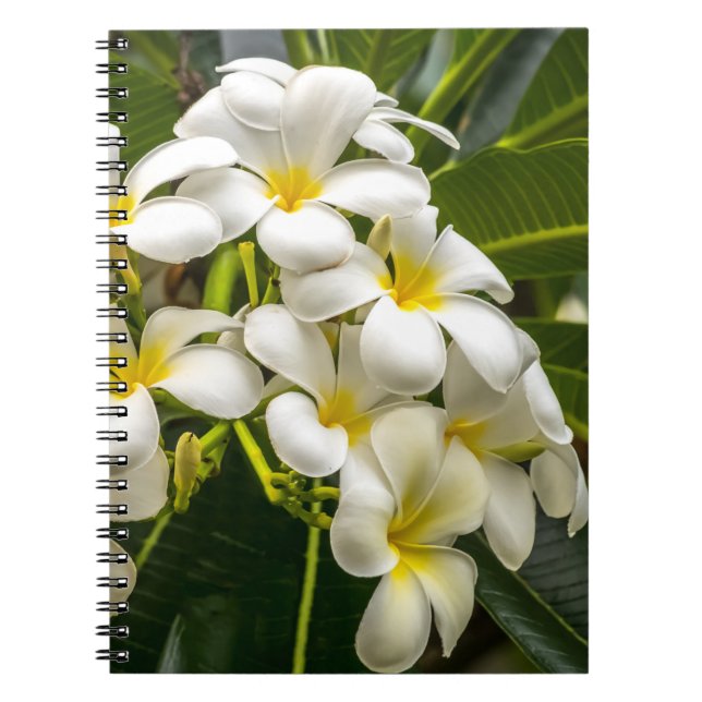 Espiral Caderno exótico do Plumeria da ilha (Frente)