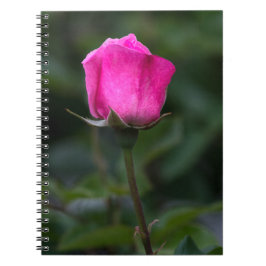 Espiral Caderno - Foto Elegante de Rosa Rosa em Botão