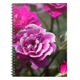 Espiral Caderno - Fotografia de Rosas Lindas