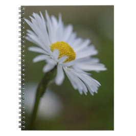 Espiral Caderno - Fotografia Floral Margarida