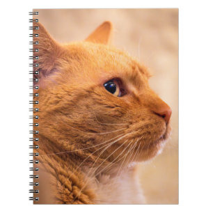 Espiral Caderno Gato Listrado Laranja Retrato de Animal