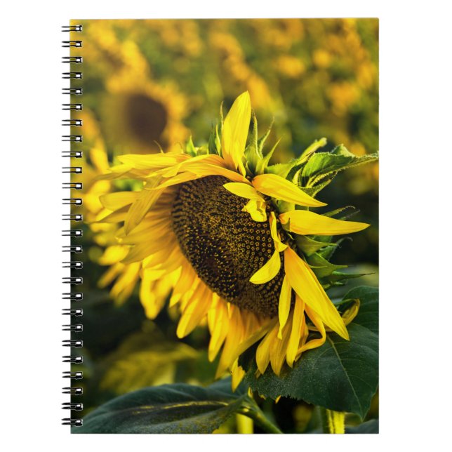 Espiral Caderno - Girassol Capturando o Sol (Frente)