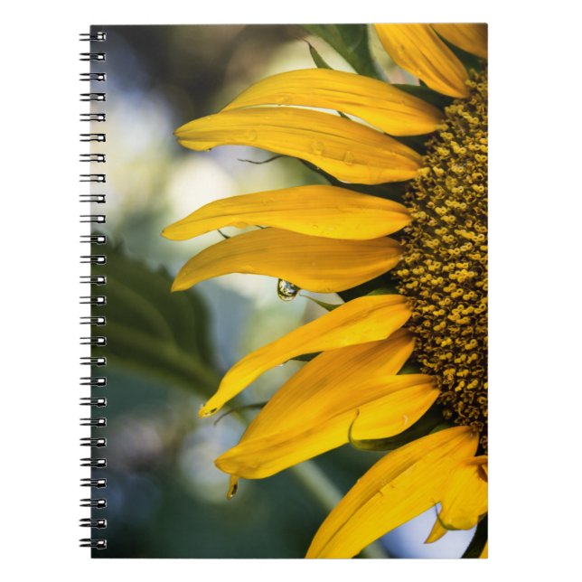 Espiral Caderno - Girassol Com Gotículas de Chuva (Frente)