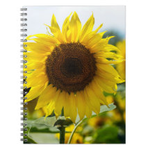 Caderno - Girassol Isolado