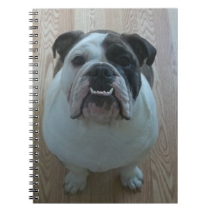 Espiral Caderno inglês do filhote de cachorro do buldogue