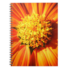 Espiral Caderno Macro Flor Laranja Radiante Foto da Nature