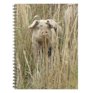 Espiral Caderno manchado bonito do porco