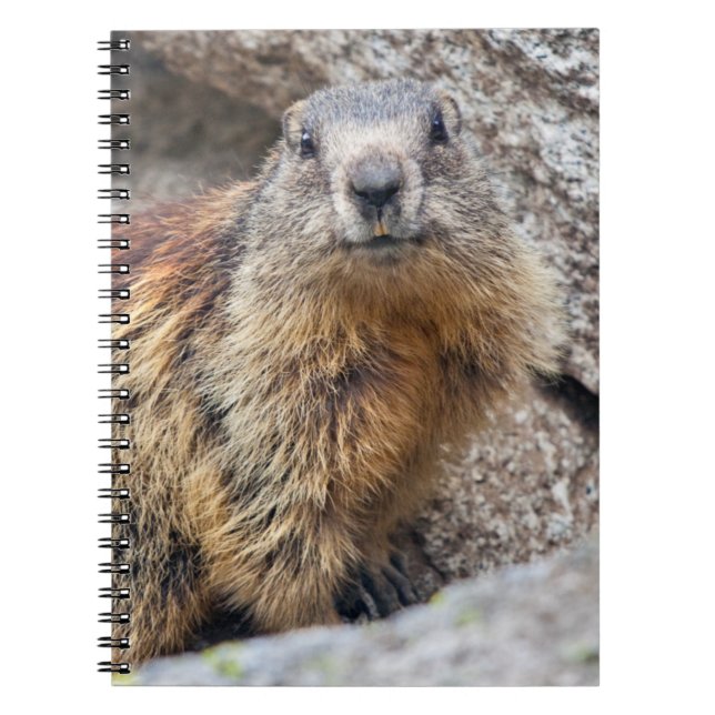 Espiral Caderno Marmota Alpina (Frente)