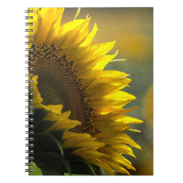 Espiral Caderno - Mistério do Campo de Girassóis