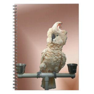 Espiral Caderno molucano do Cockatoo