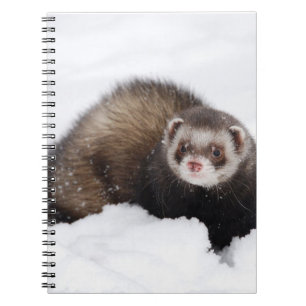 Espiral Caderno nevado da doninha