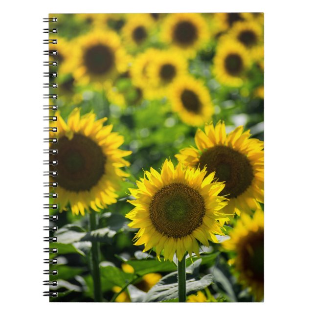 Espiral Caderno - O Campo de Girassóis (Frente)