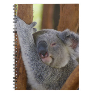 Espiral Caderno peluches do urso de Koala