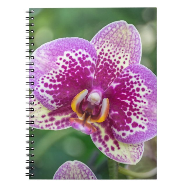 Espiral Caderno roxo da orquídea (Frente)