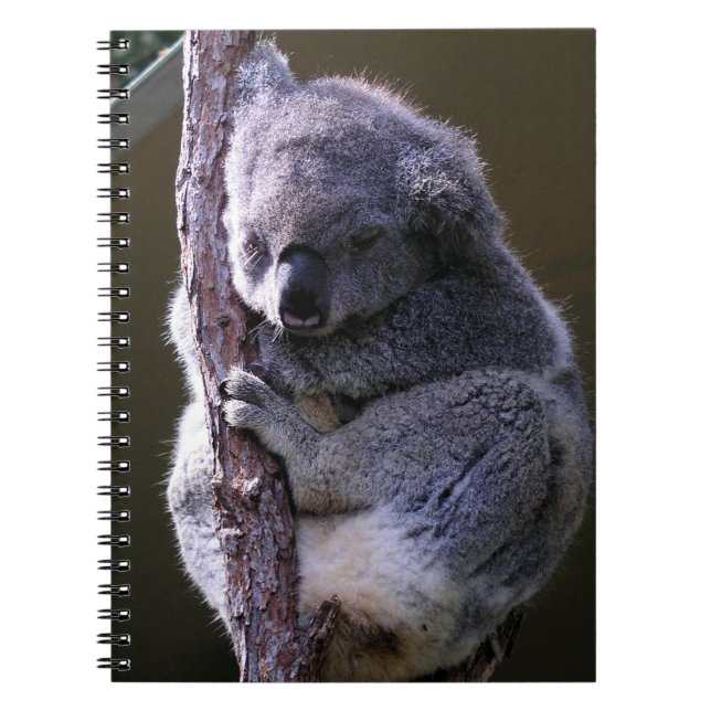 Espiral Koala no caderno da árvore (Frente)