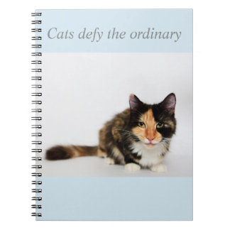 Espiral Os "gatos provocam" o caderno ordinário de Phoebe