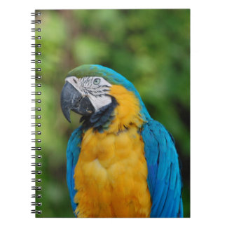 Espiral papagaio do caderno _