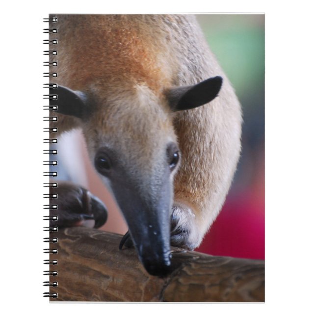 Espiral Pouco caderno do Anteater (Frente)