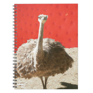 Espiral Sul - caderno africano da avestruz
