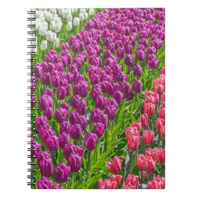 Espiral Tulipas no caderno de três cores (Frente)