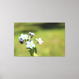 Esqueça-me, Nó Azul E Impressão Verde