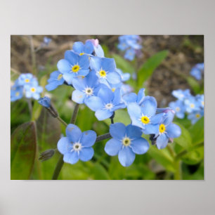 Esquece-me de não ser Poster